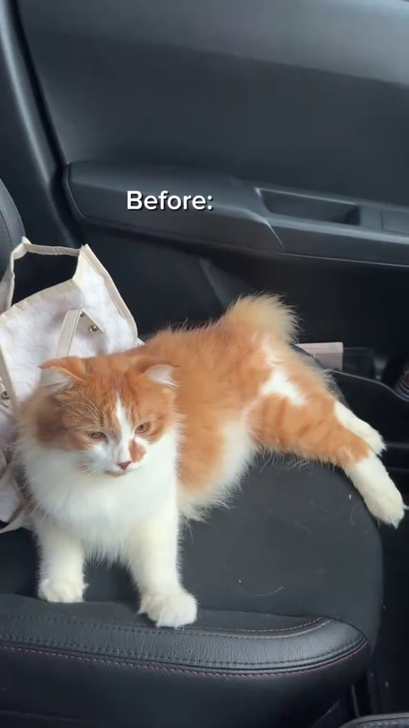 orange cat locks car victim