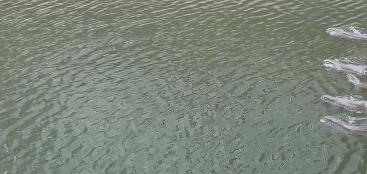 otter families clash