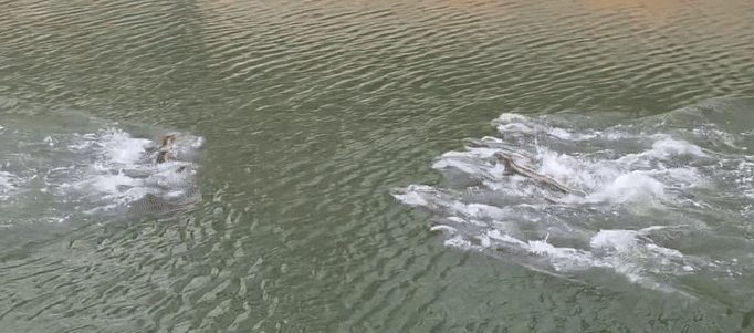 otter families clash