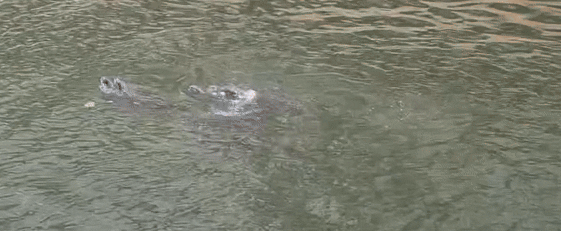 otter families clash