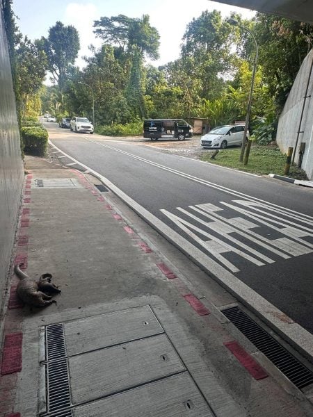 dead pangolins found by ACRES