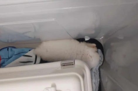 pomeranians woodlands checkpoint