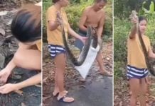 pregnant woman python cat