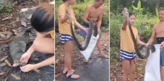 pregnant woman python cat