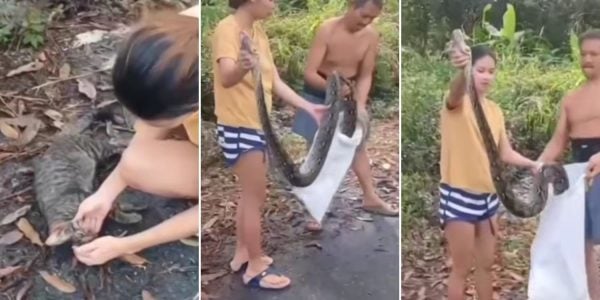 pregnant woman python cat