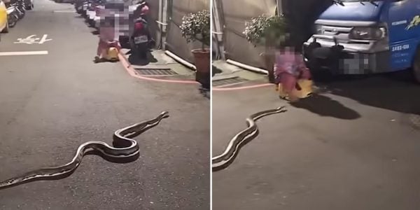 python toddler taiwan
