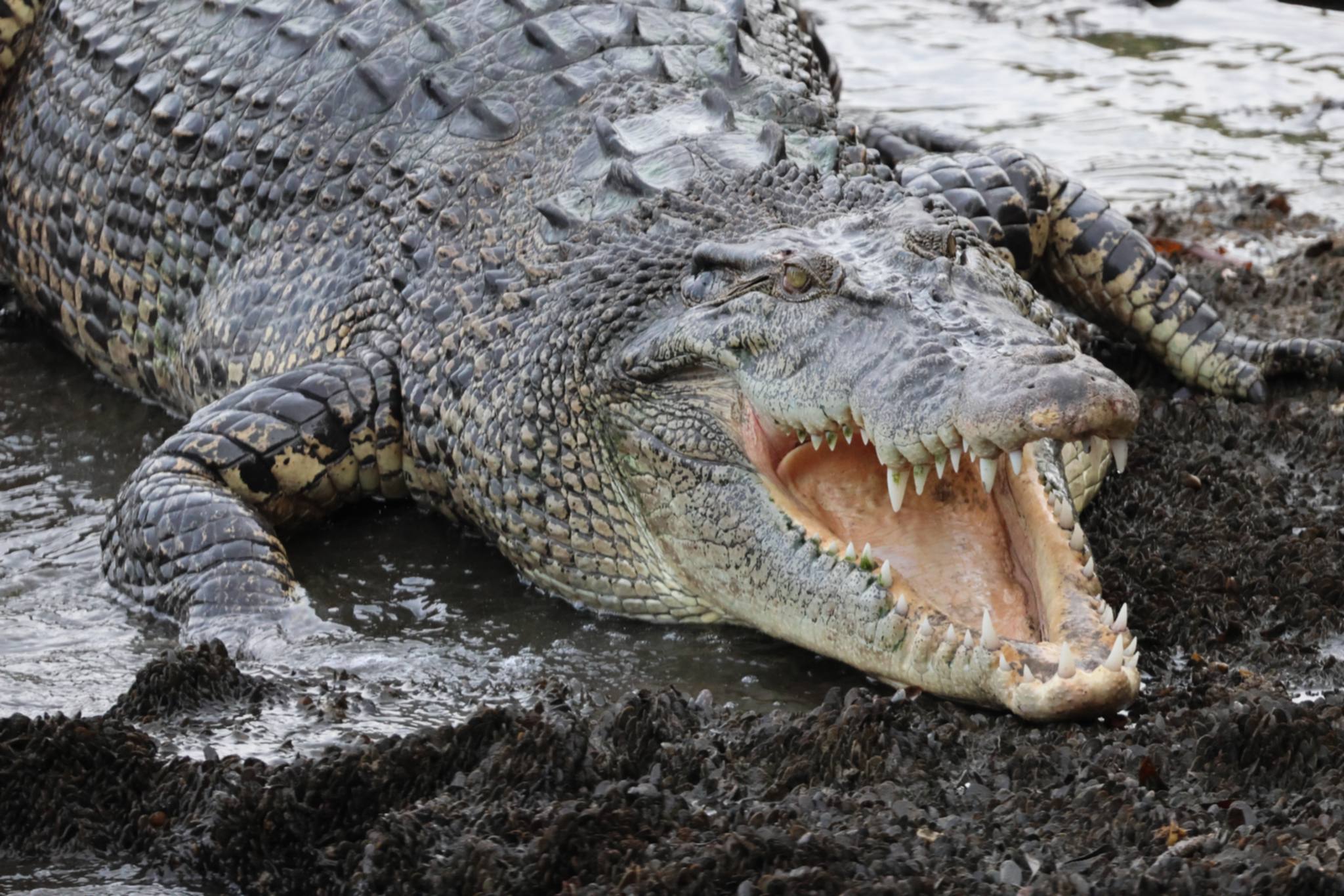 saltwater crocodile sign
