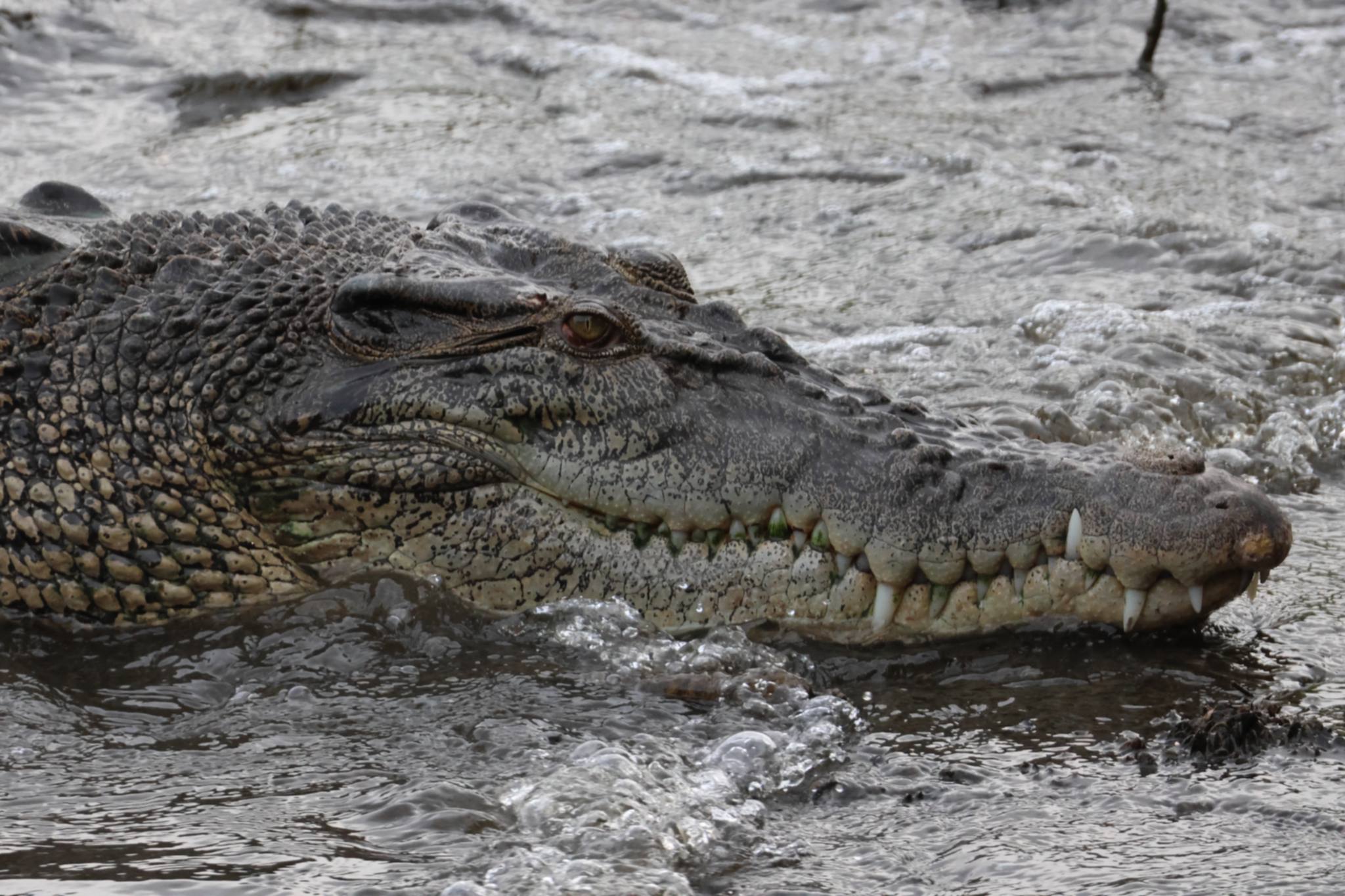 saltwater crocodile sign