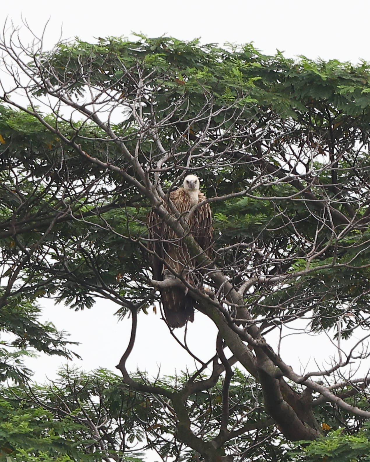 local himalayan vultures