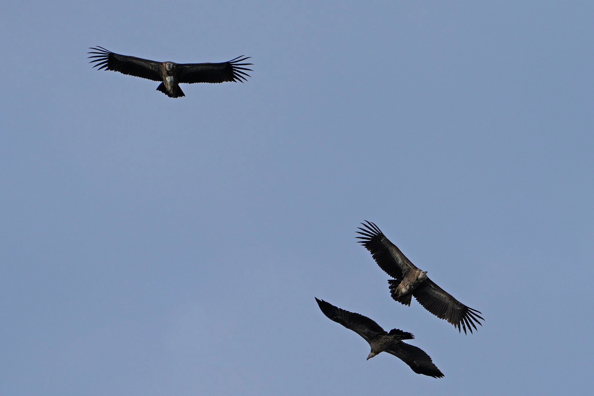 local himalayan vultures