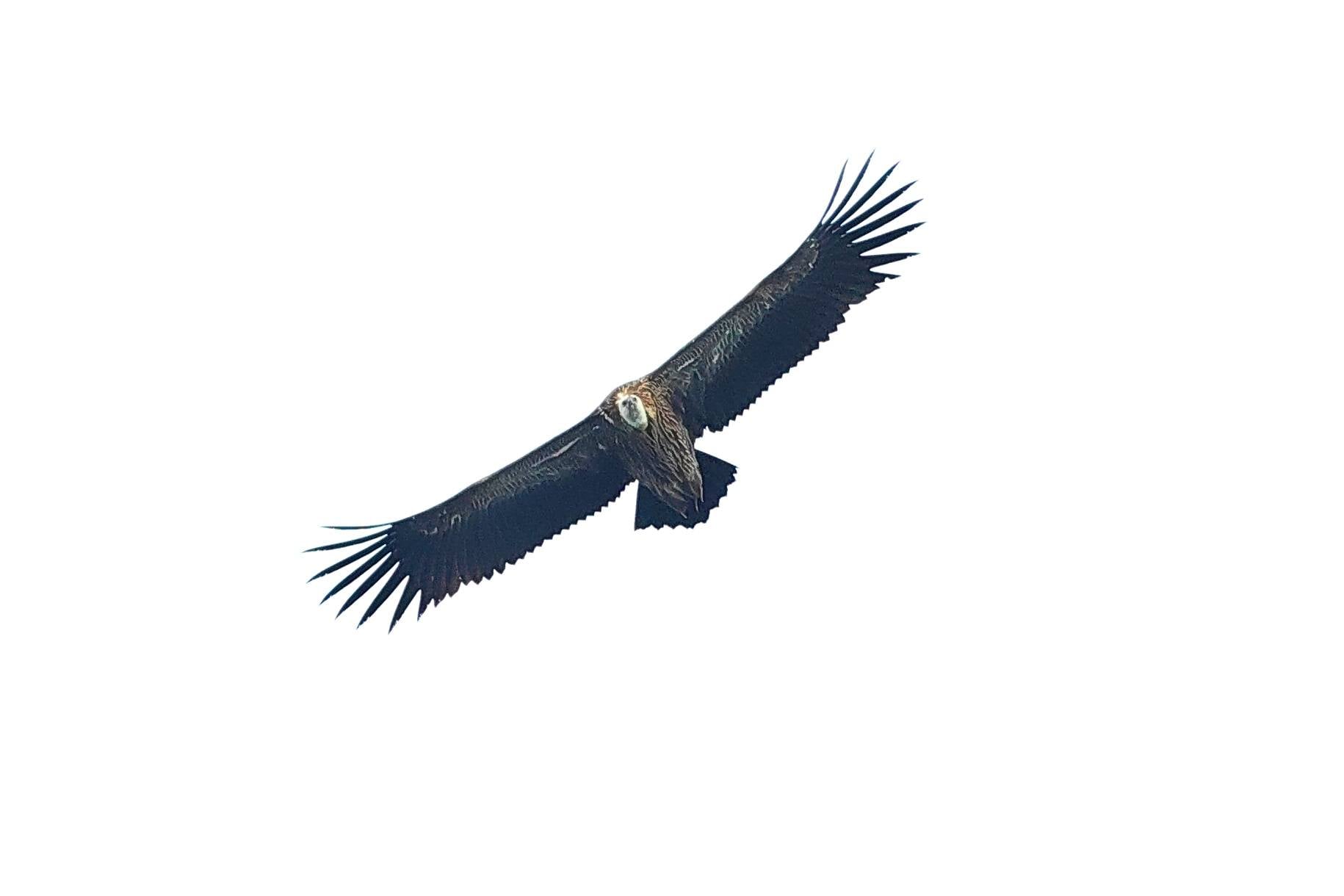 local himalayan vultures