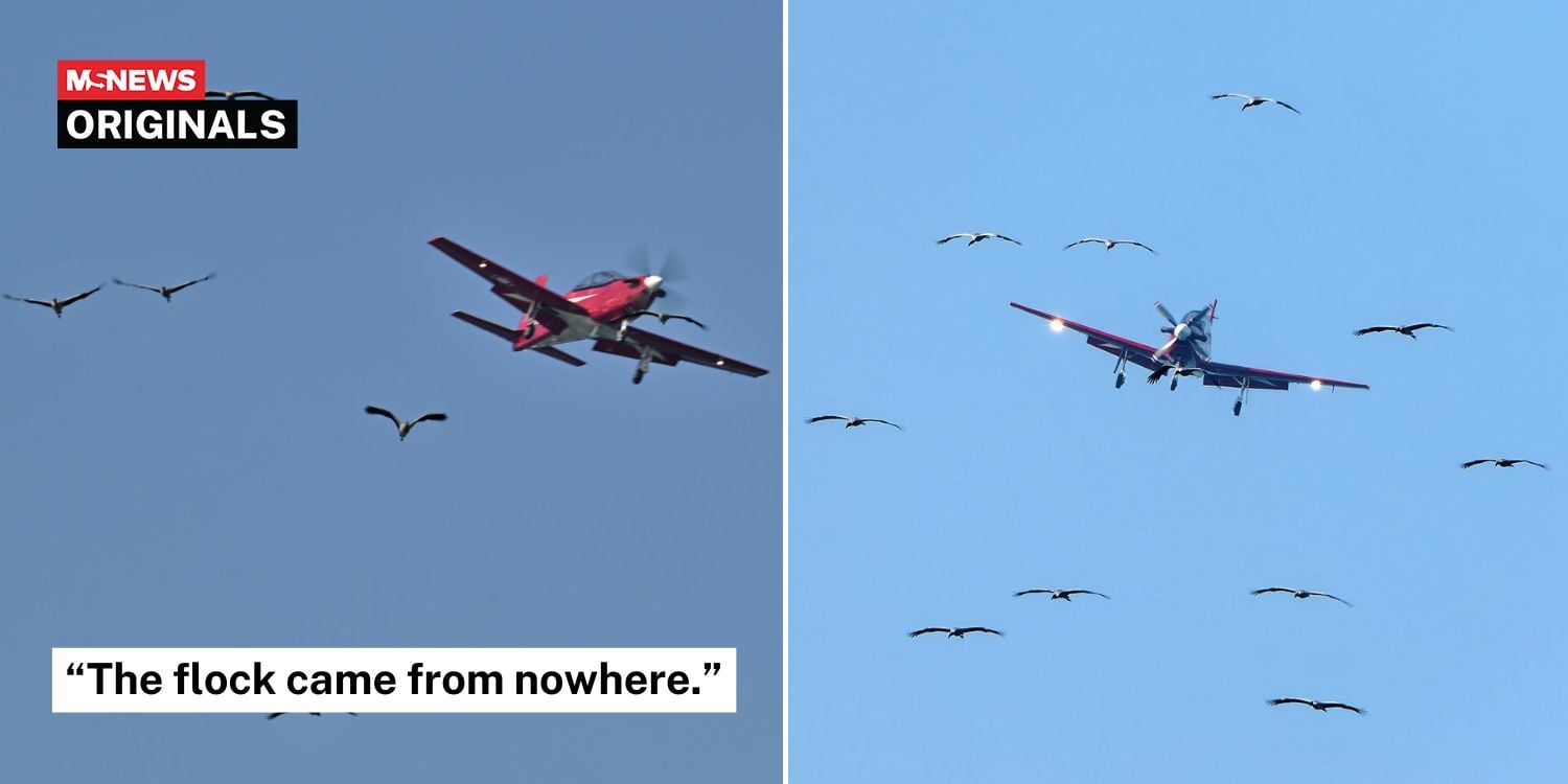 A flock of birds suddenly flew past a landing plane rehearsing for the Singapore Airshow, but the pilot avoided any incidents.