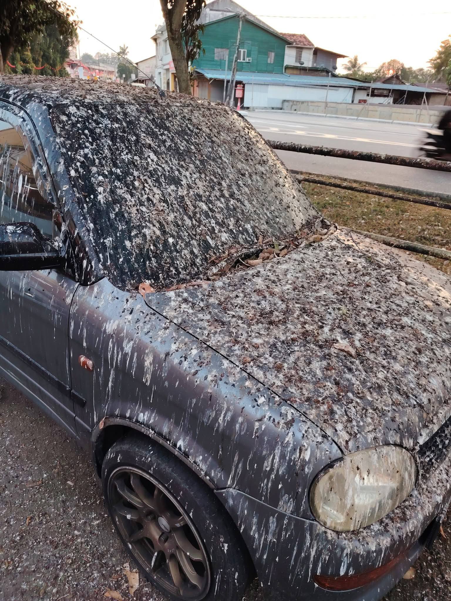 Perodua car bird droppings (1)