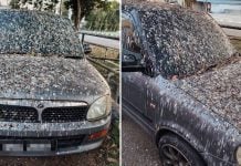 Perodua car bird droppings