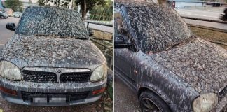 Perodua car bird droppings