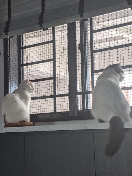 two cats by window with mesh