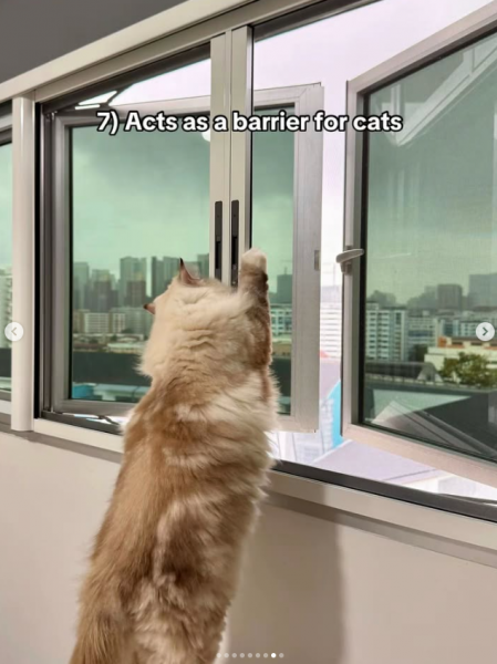 cat playing by window with mesh