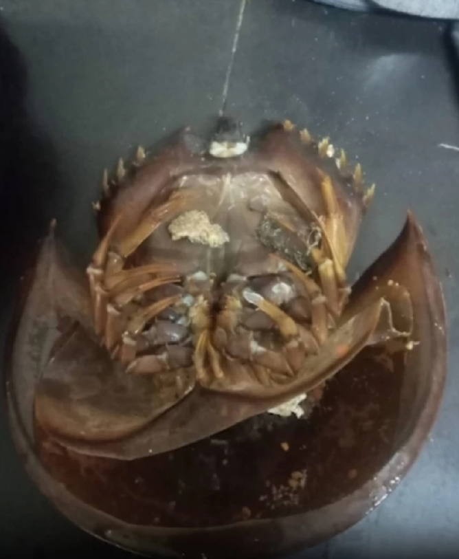 woman horseshoe crab salad