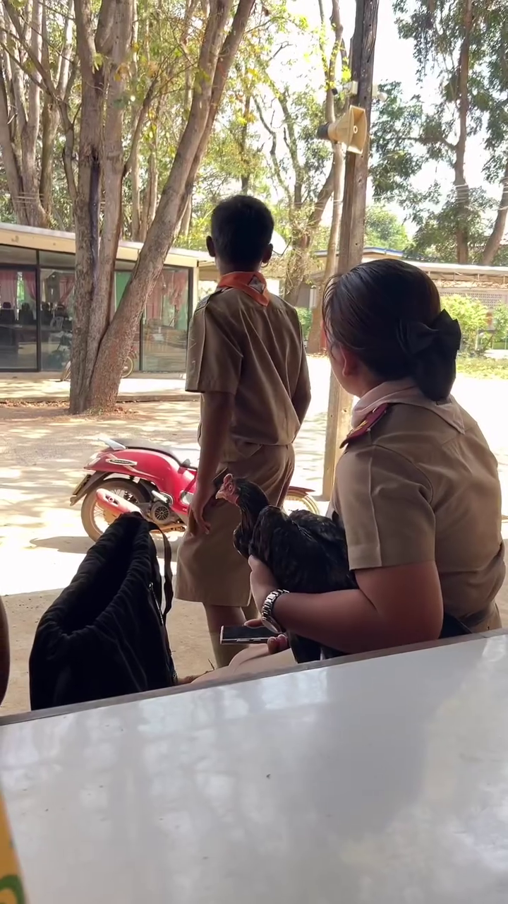 boy scout live chicken saving