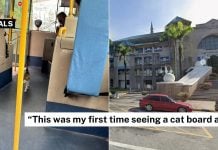 cat meows on bus