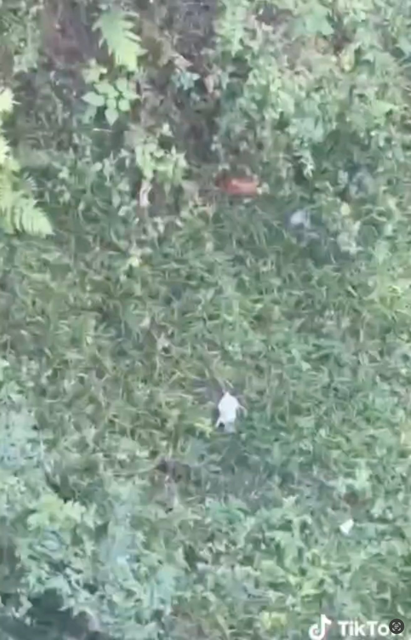 cat thrown bridge philippines (2)