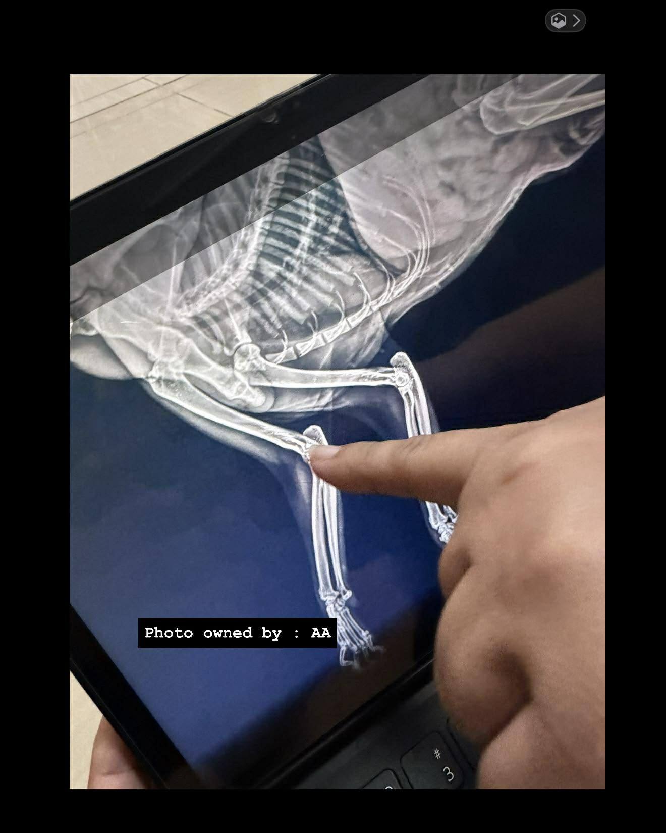 cat thrown bridge philippines (3)