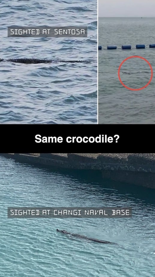 changi naval base crocodile