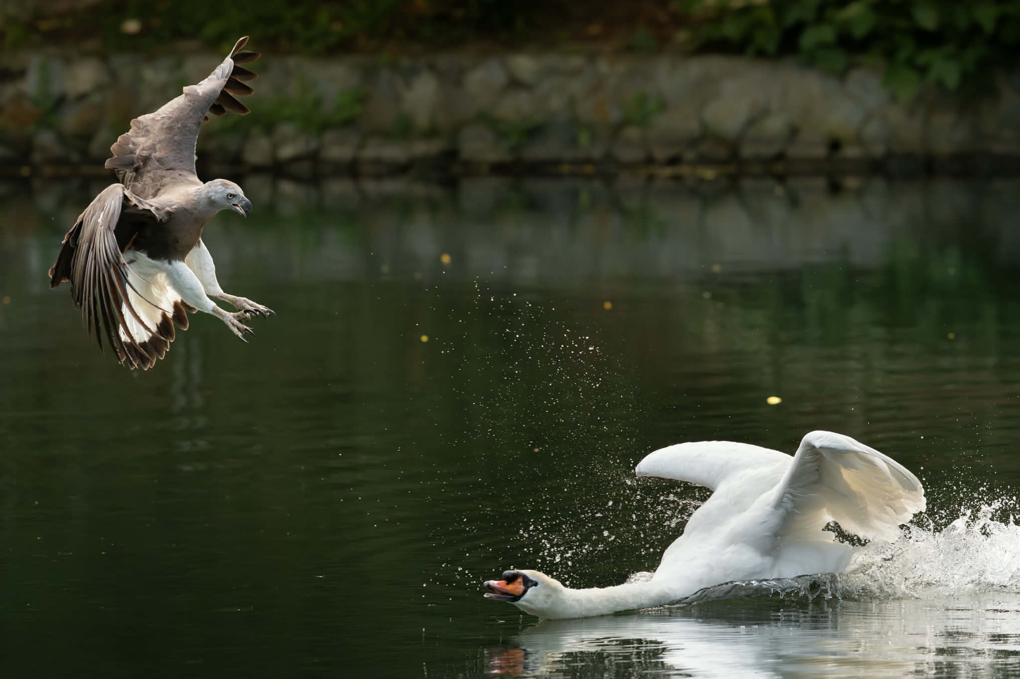 eagle attacks swan
