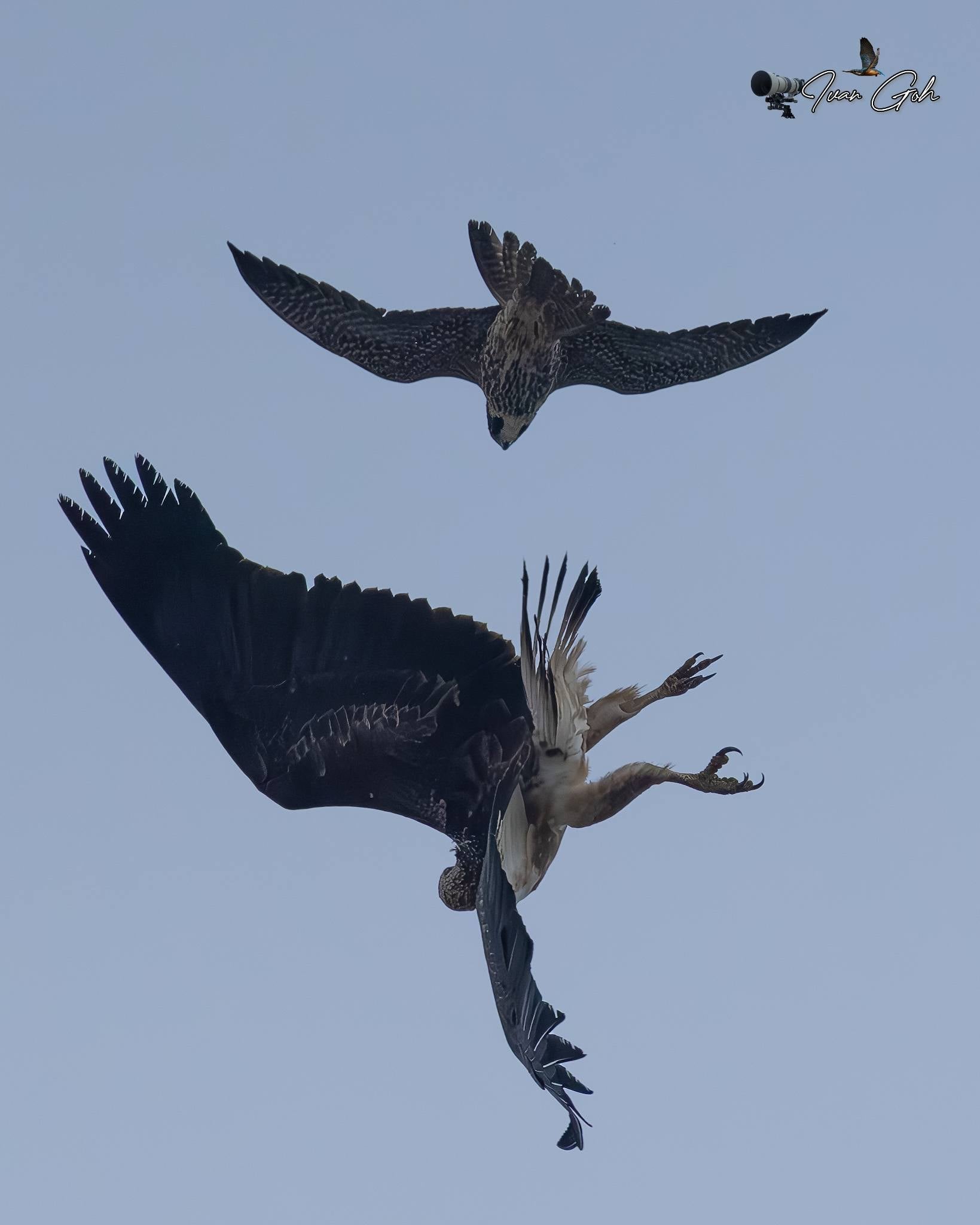 peregrine falcon eagles