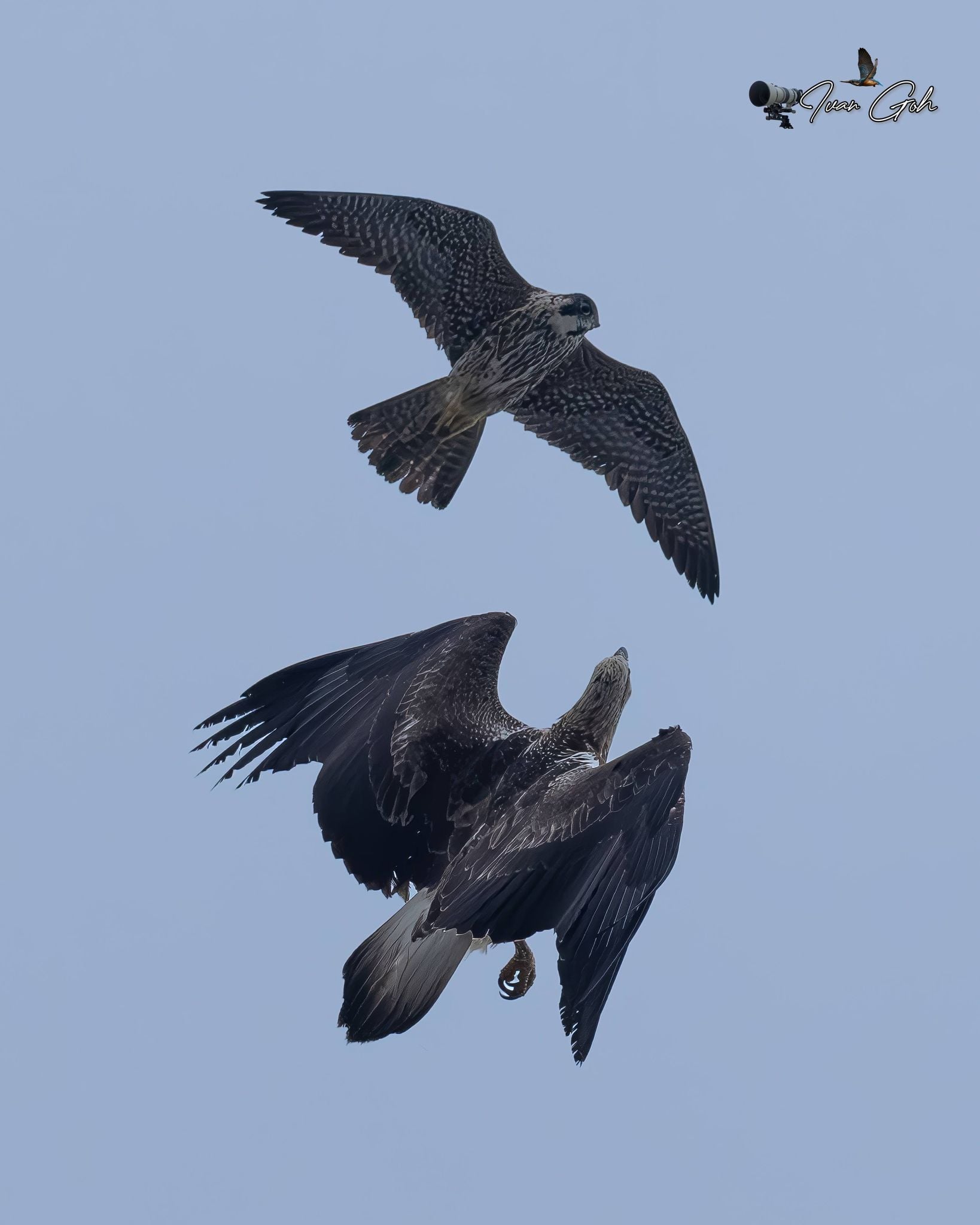 peregrine falcon eagles