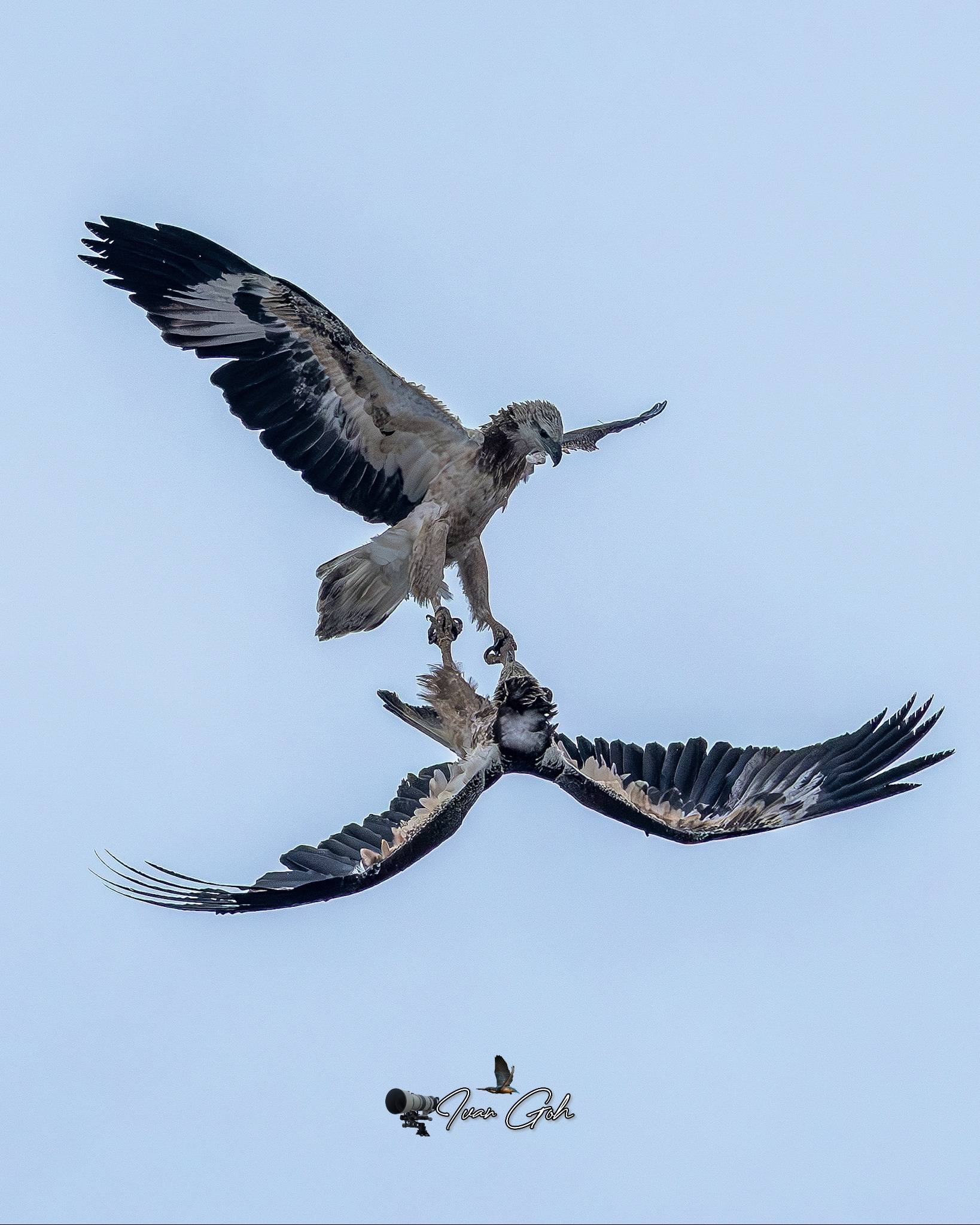 peregrine falcon eagles