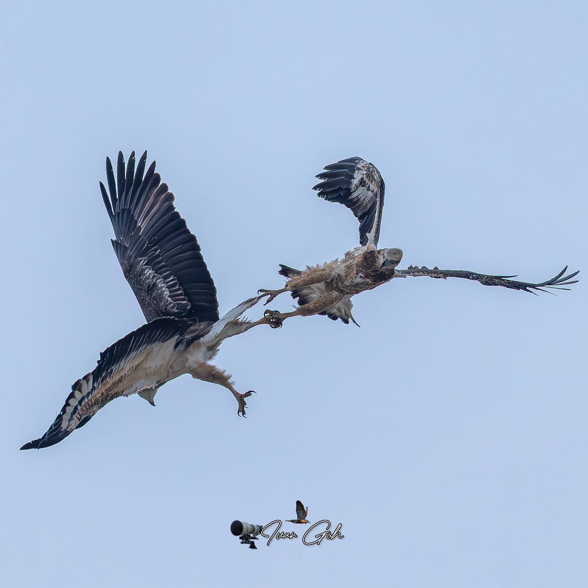 peregrine falcon eagles