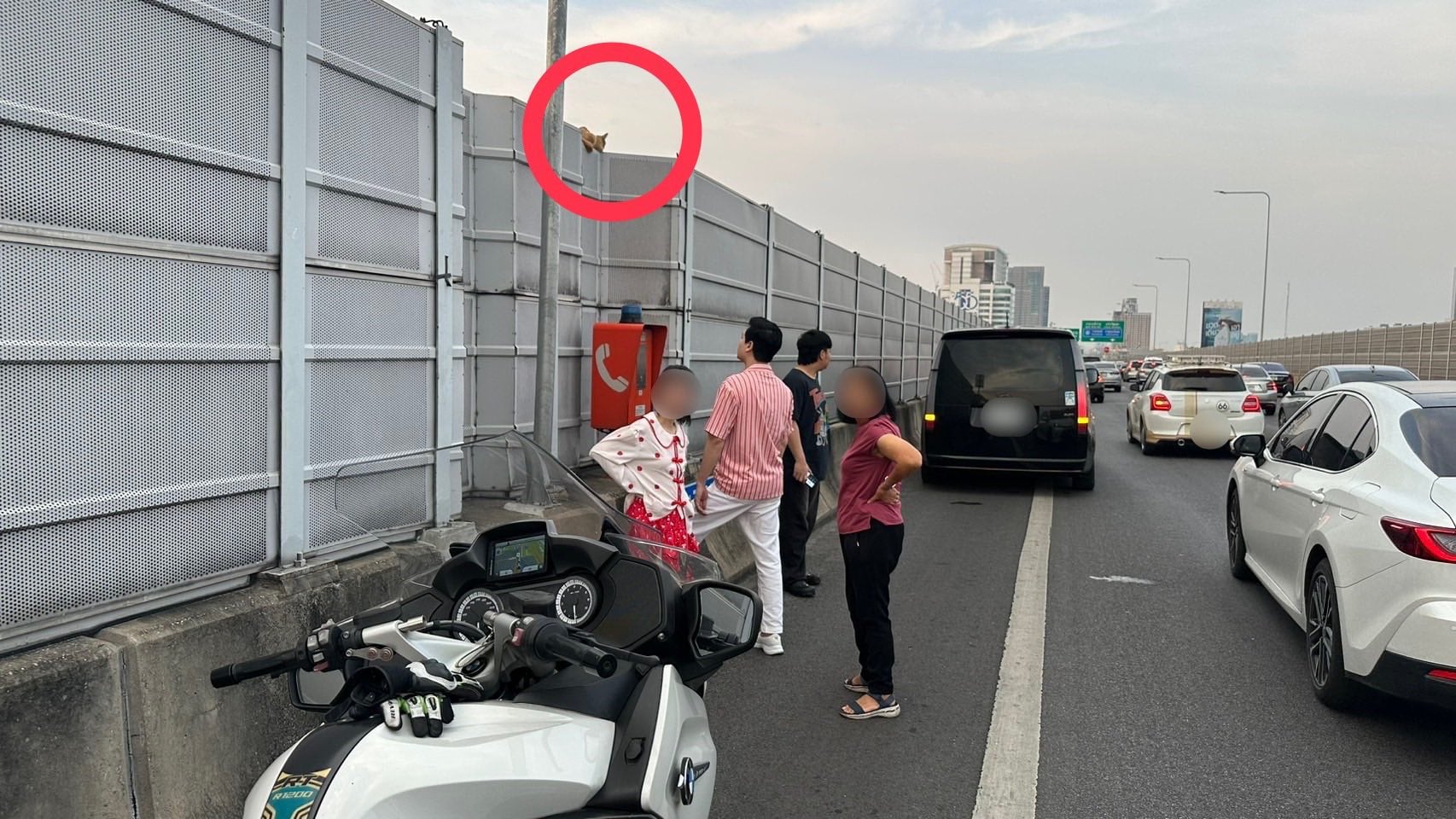 family adopts cat highway concerned