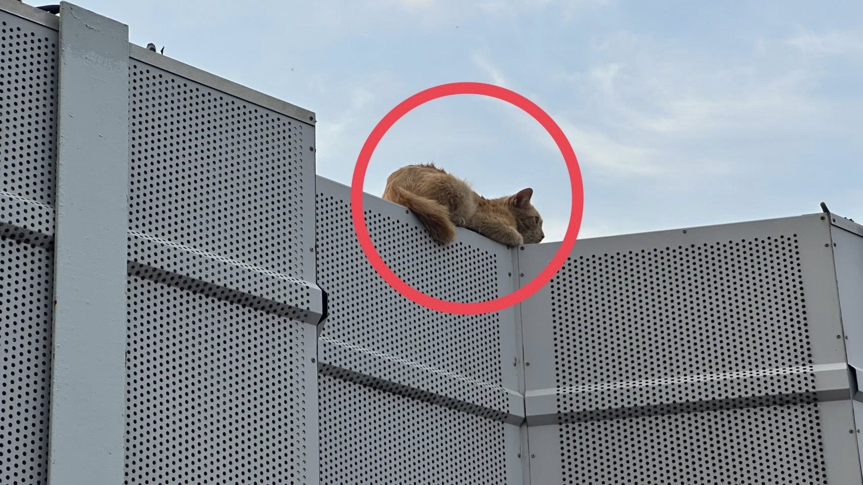 family adopts cat highway perched