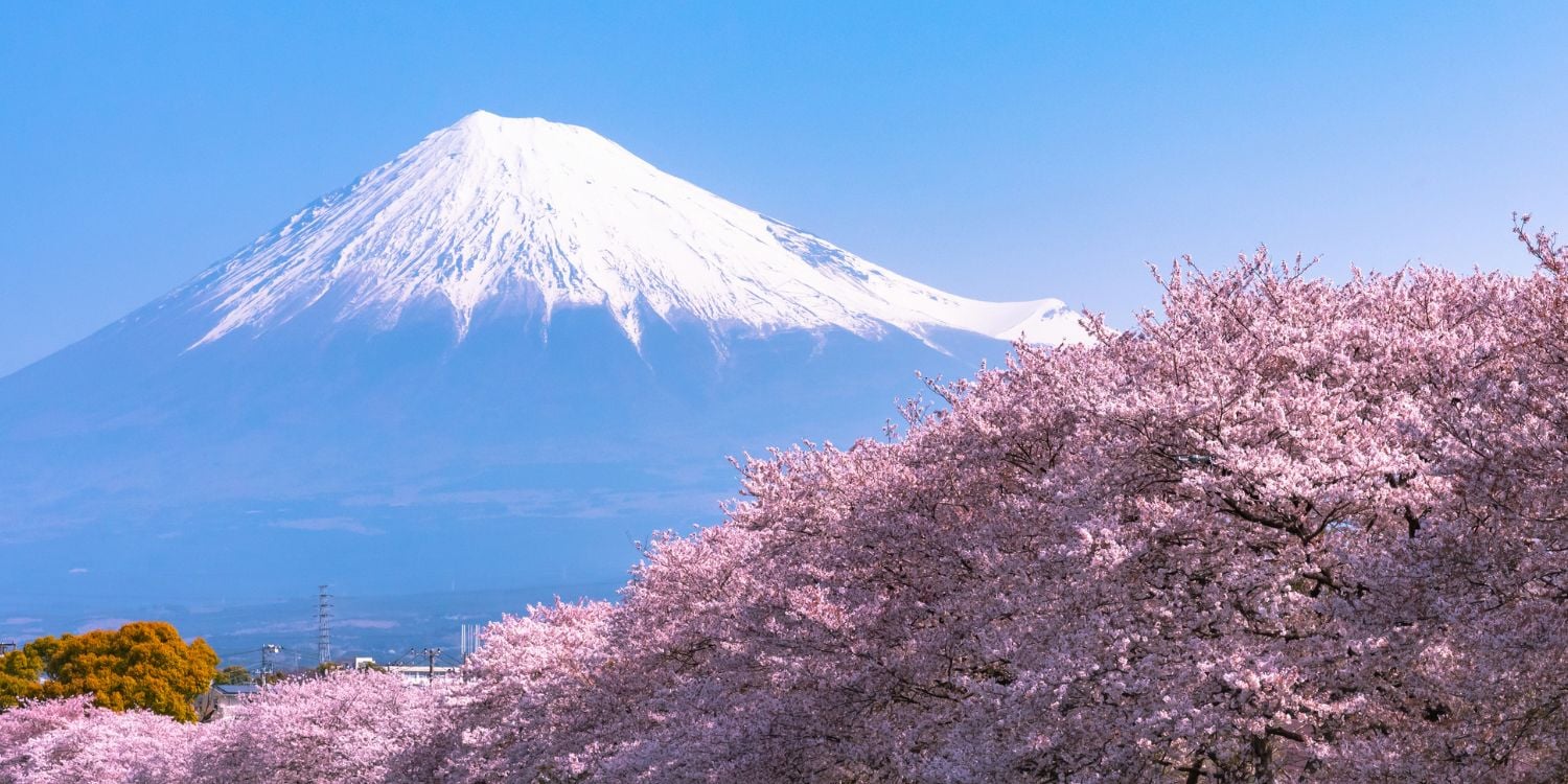 fuji blossom canceled overtourism cherry