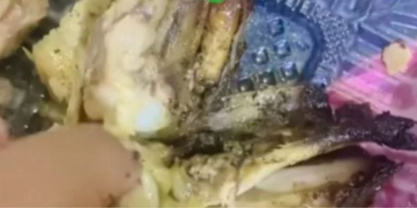 johor maggot-infested chicken