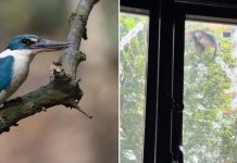 kingfishers windows
