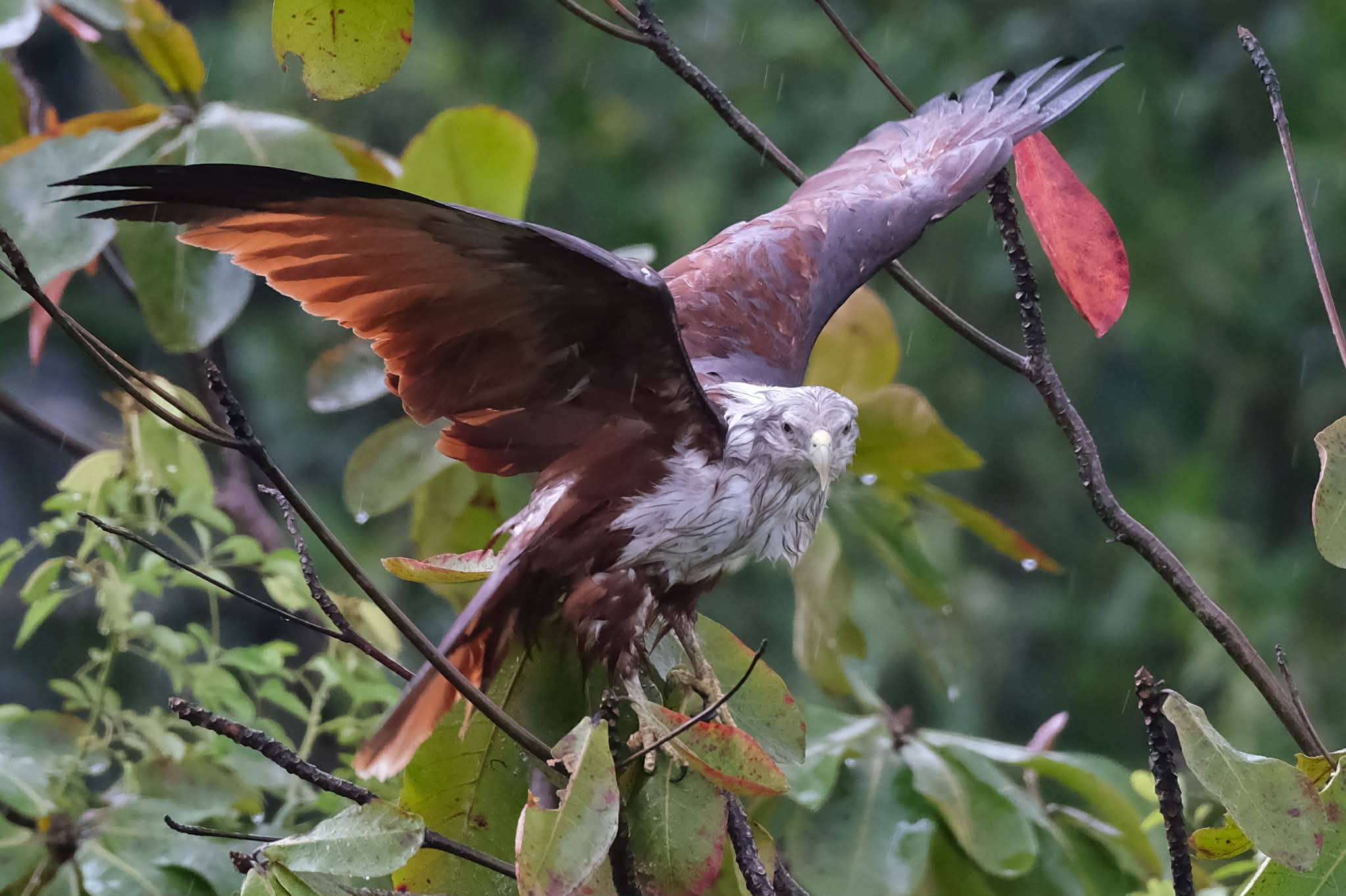 kite chicks rain