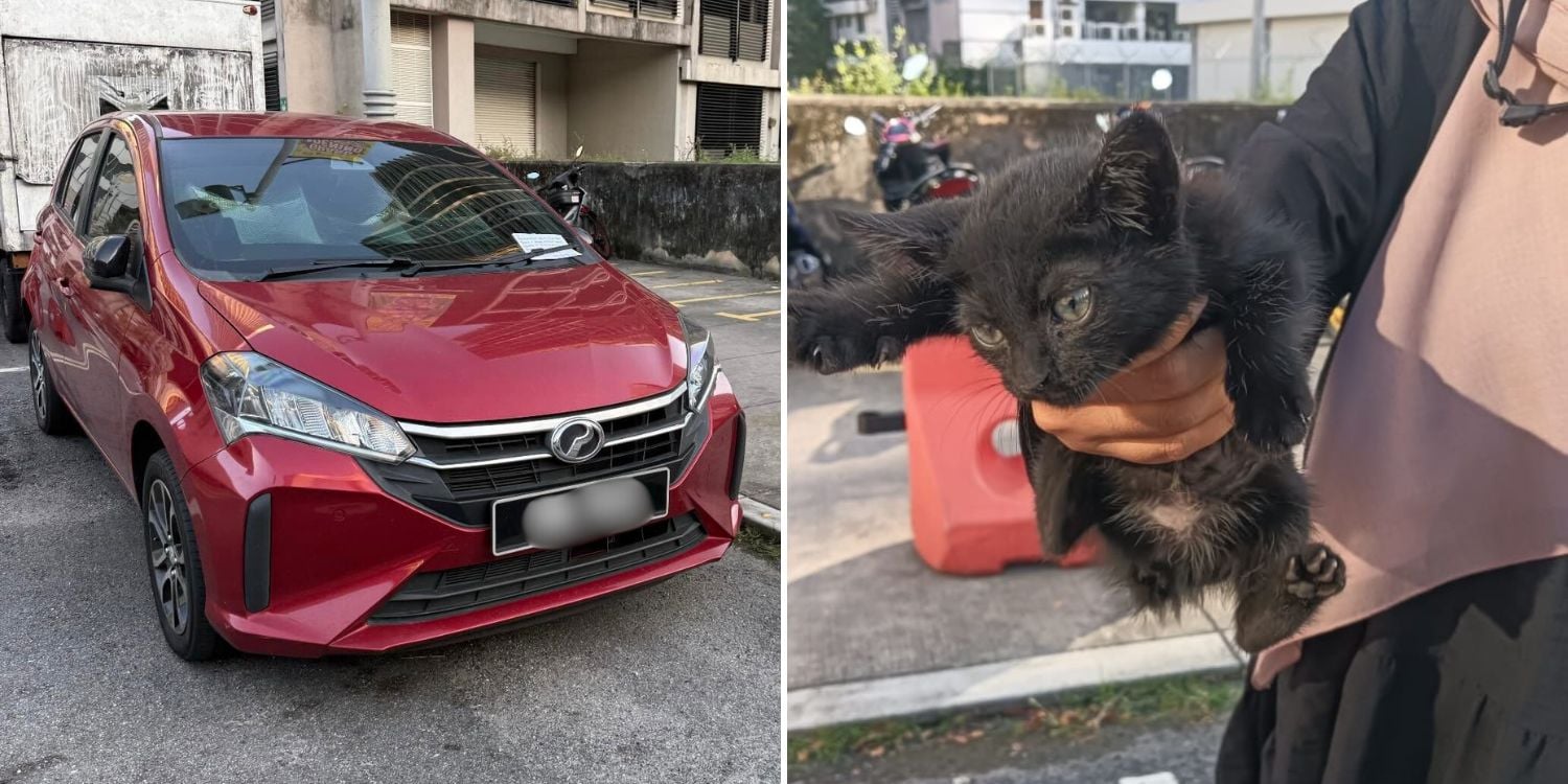 kitten car hood
