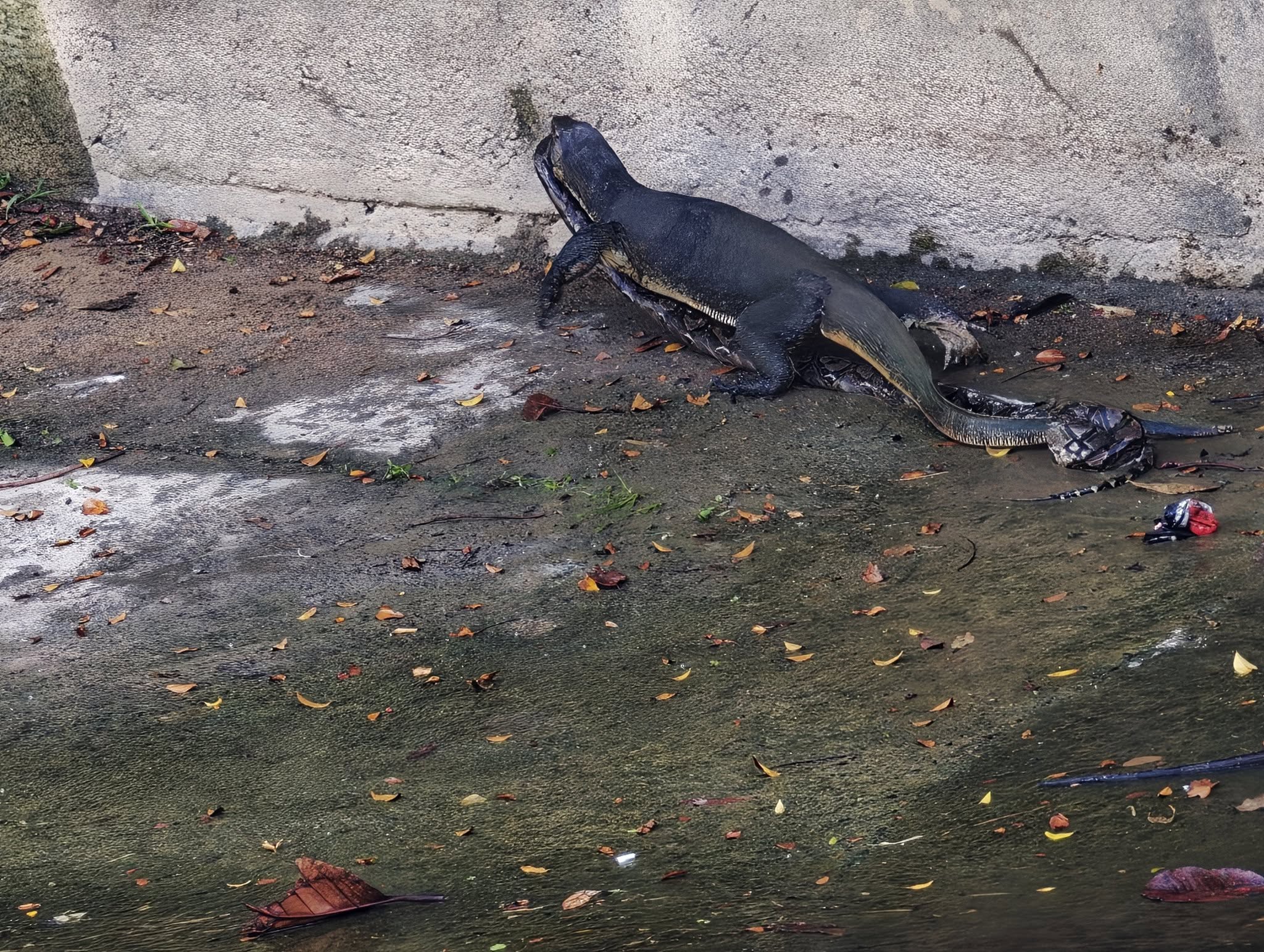 monitor lizard eating python