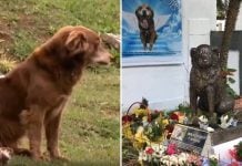 pets buried family grave brazil