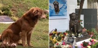 pets buried family grave brazil
