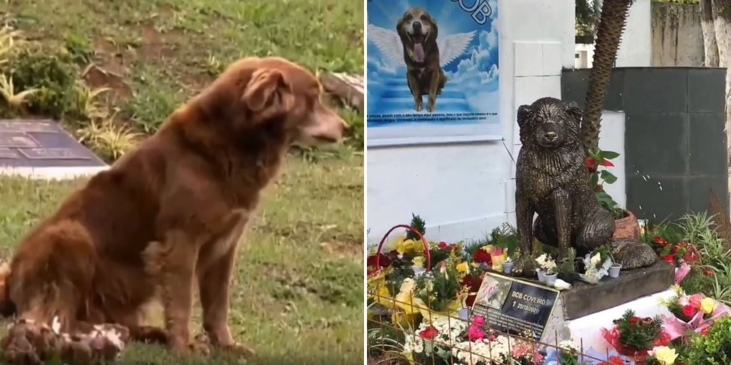 pets buried family grave brazil