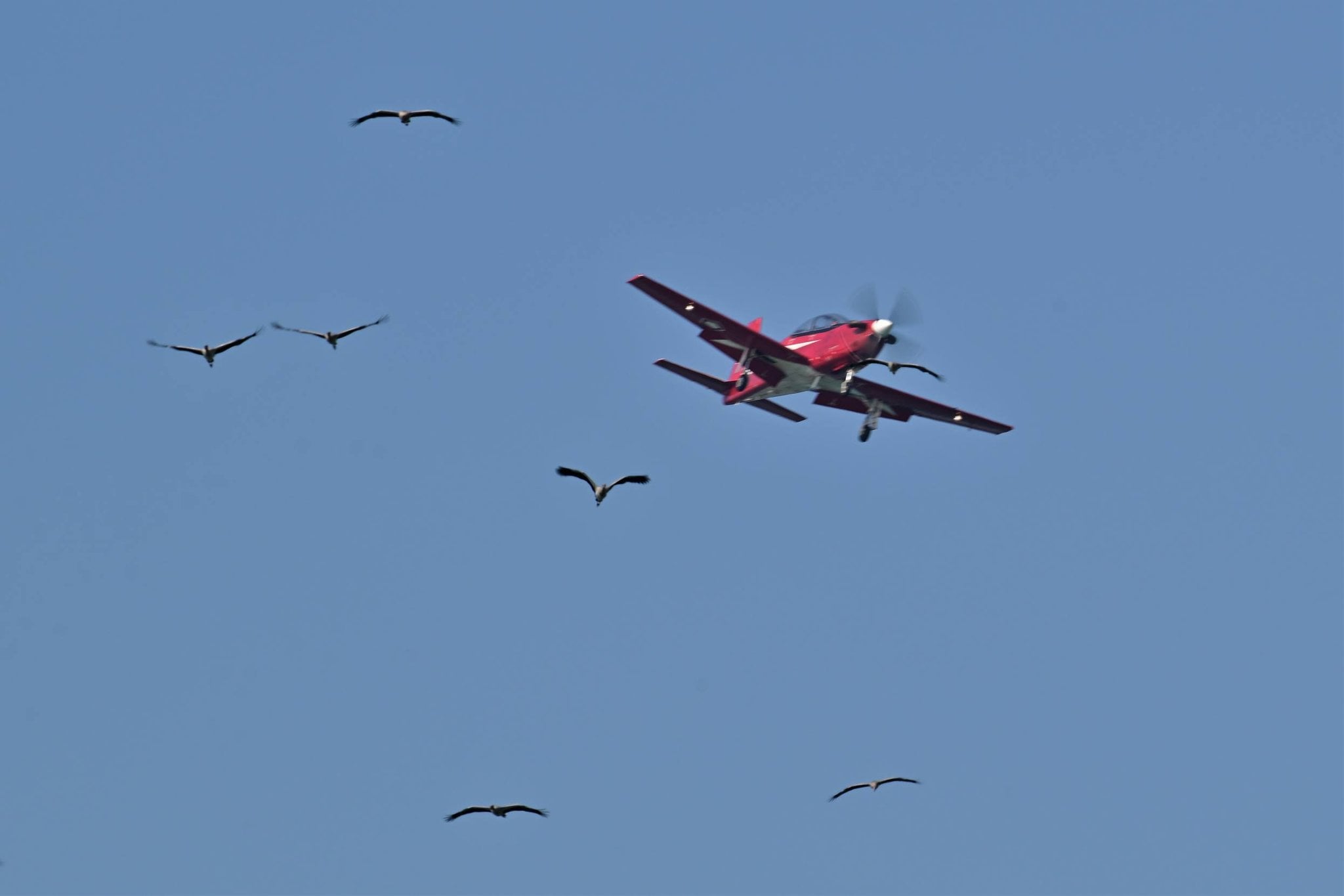birds plane airshow