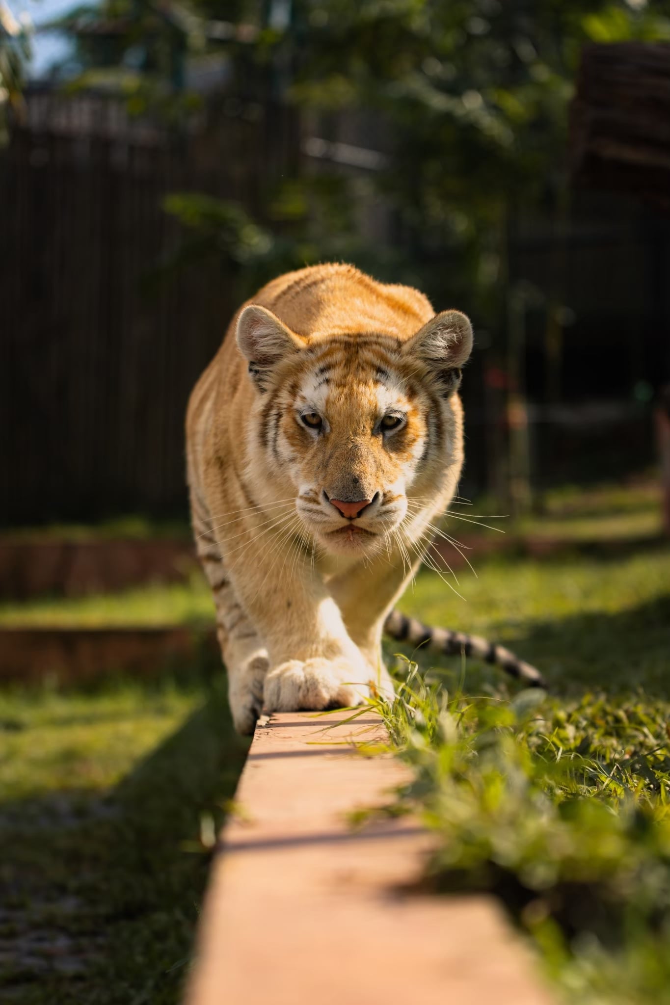 park 72 tigers die 1