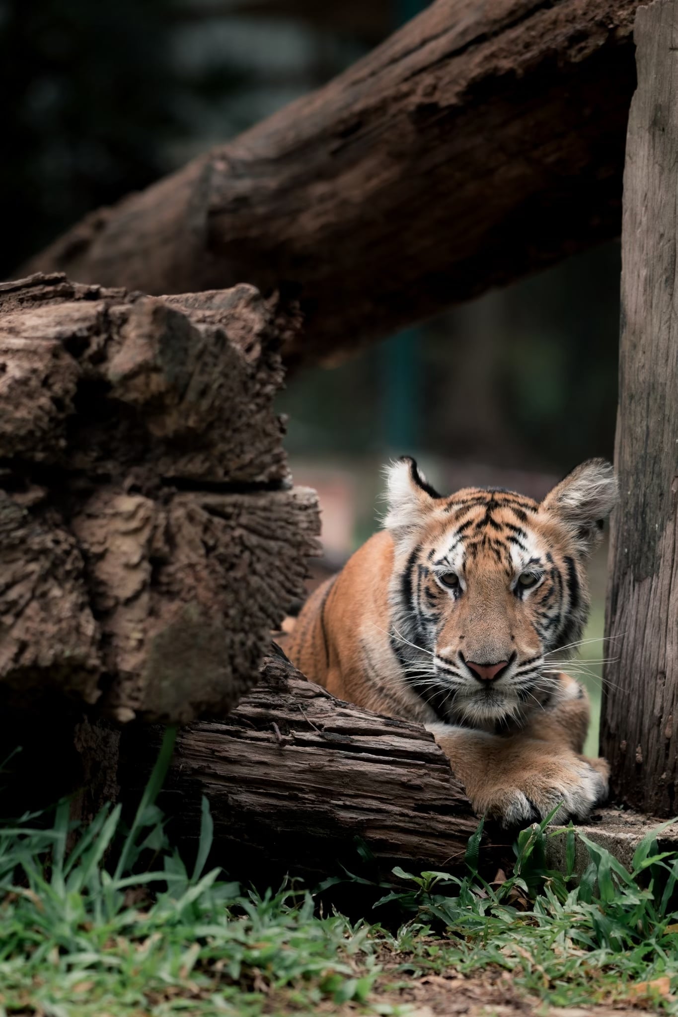 park 72 tigers die 2