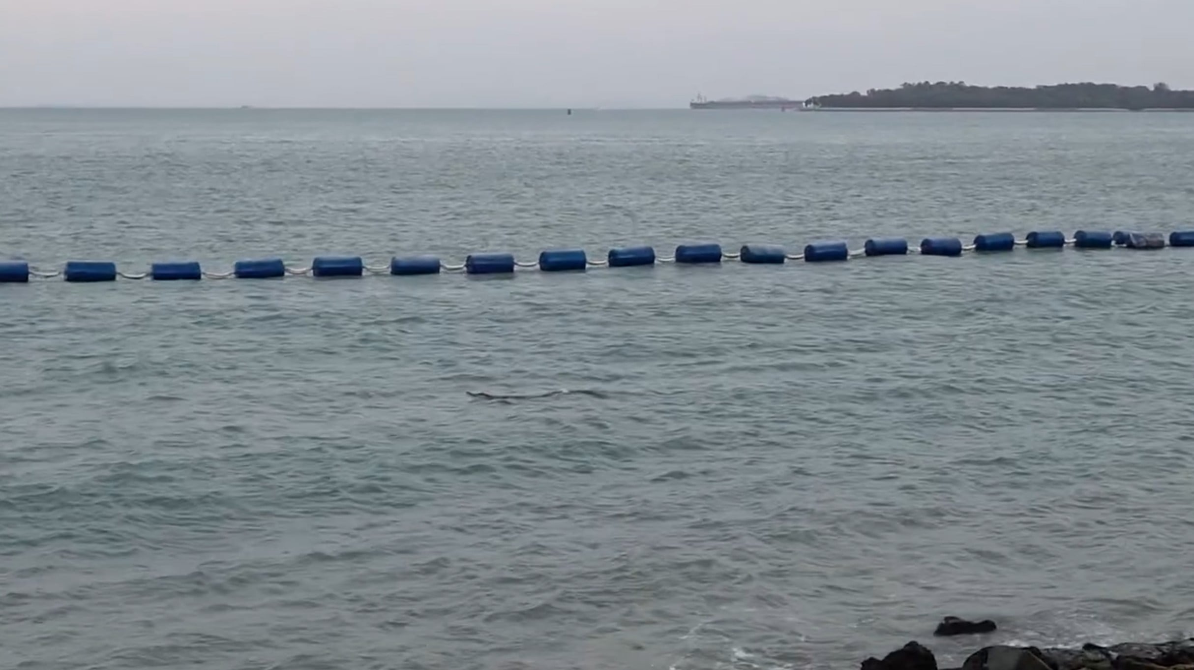 crocodile sentosa cove