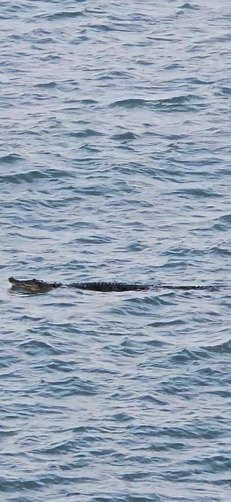 crocodile sentosa cove