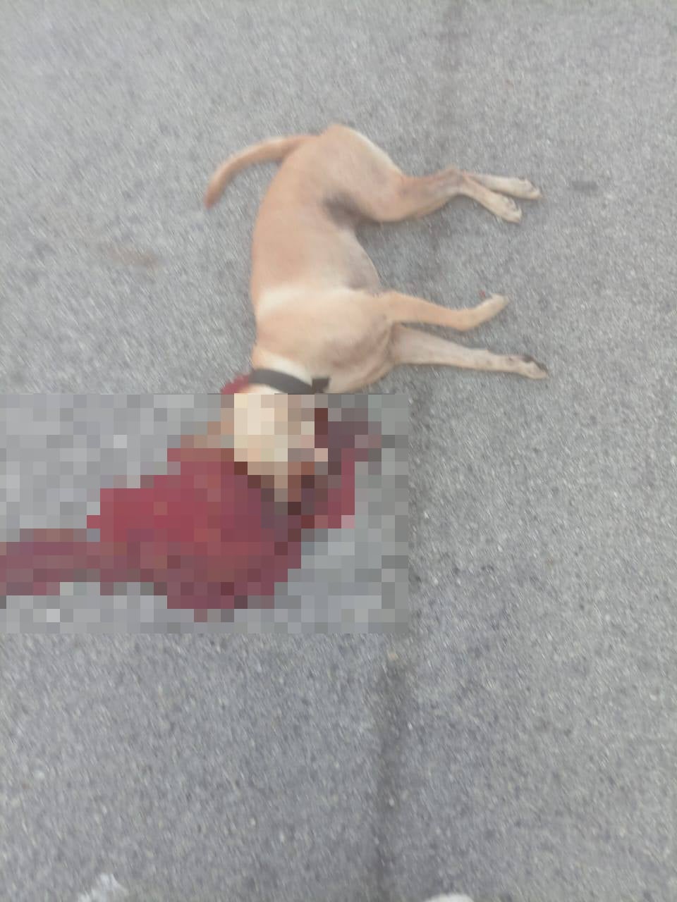stray dog firecracker fined carcass