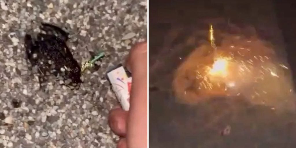 students light firecrackers frogs